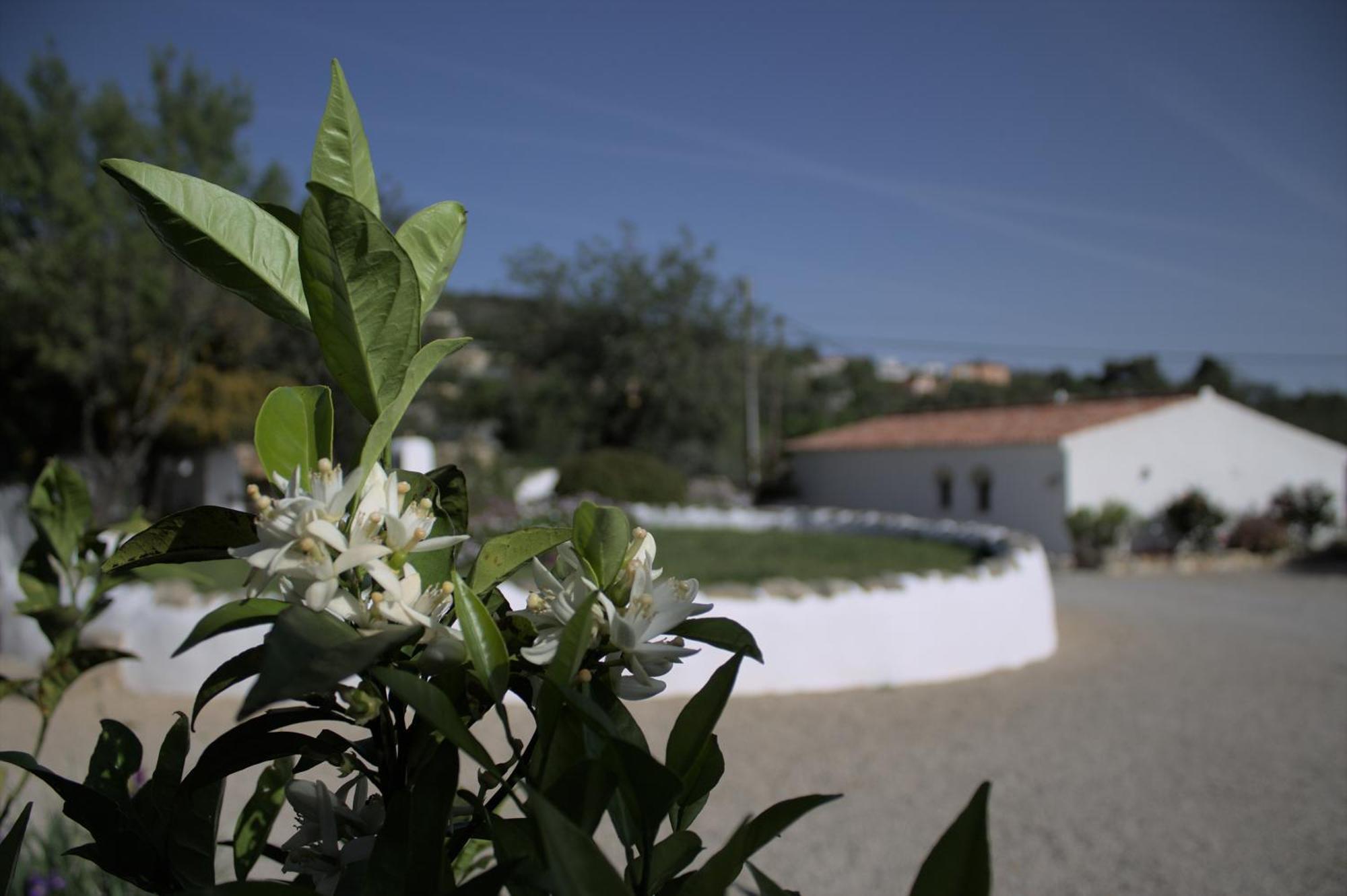 Cosy Farmhouse Quinta Da Eira 140 Years Old Лоуле Екстериор снимка